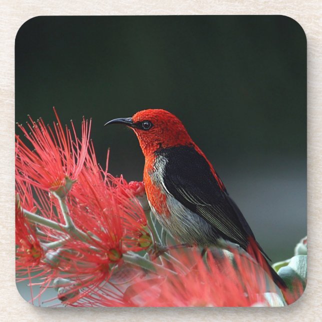 Scarlet honeyeater Exotic Bird Beverage Coaster (Front)
