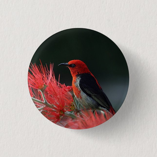 Scarlet honeyeater Exotic Bird Button (Front)