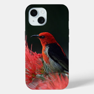 Scarlet honeyeater Exotic Bird iPhone 15 Case