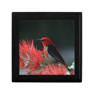 Scarlet honeyeater Exotic Bird Gift Box