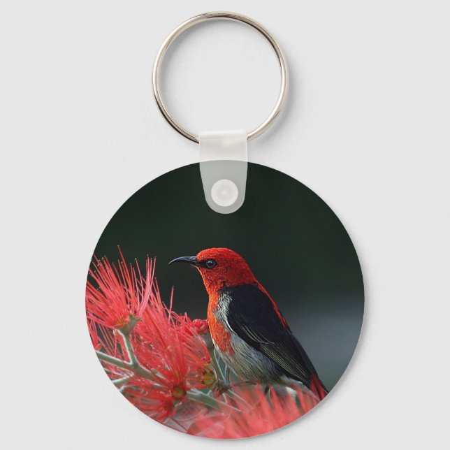 Scarlet honeyeater Exotic Bird Keychain (Front)