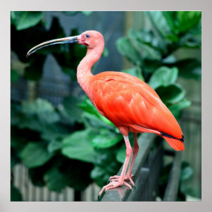 Scarlet Ibis Bird Photo Poster
