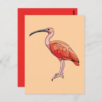 Scarlet Ibis Bird Postcard