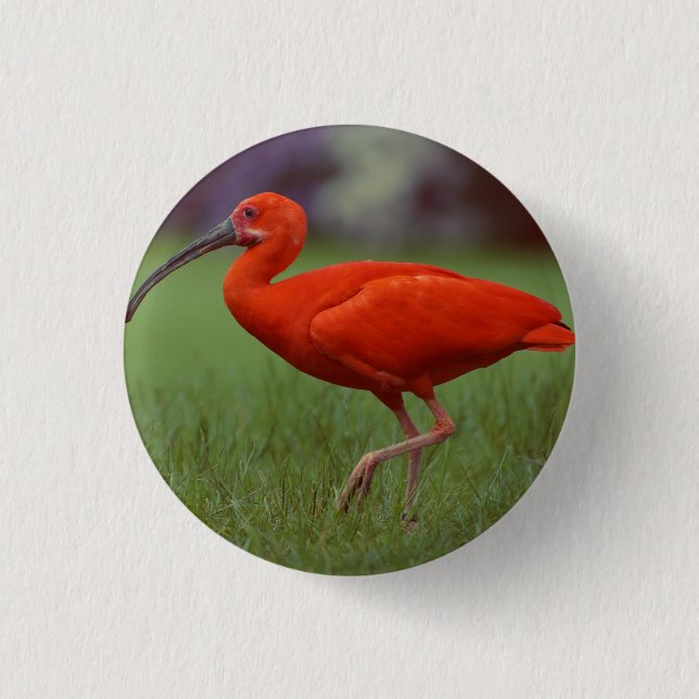 Scarlet ibis button (Front)