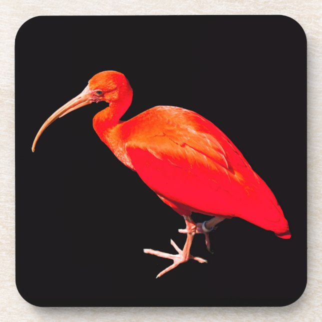 Scarlet Ibis Coaster (Front)