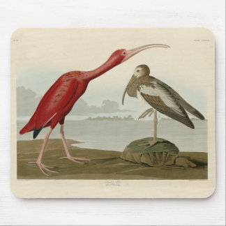 Scarlet Ibis - from Audubon's Birds of America Pos Mouse Pad