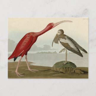 Scarlet Ibis - from Audubon's Birds of America Postcard