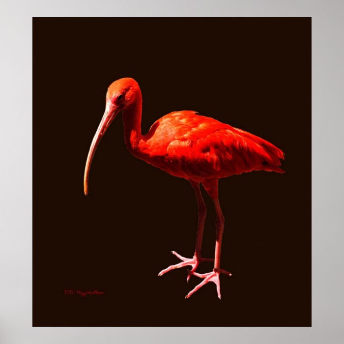 Scarlet Ibis on Black Posters