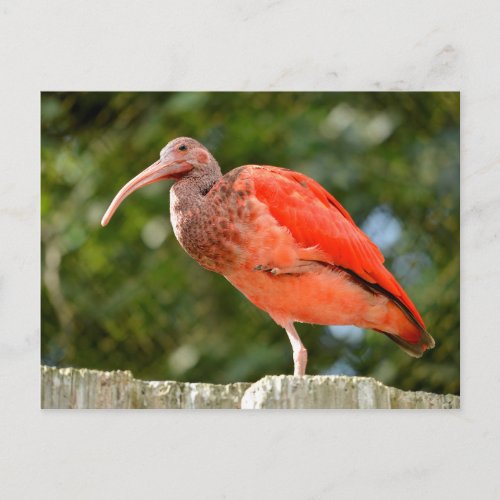 Scarlet ibis perched postcard
