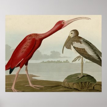 Scarlet Ibis Poster by birdpictures at Zazzle