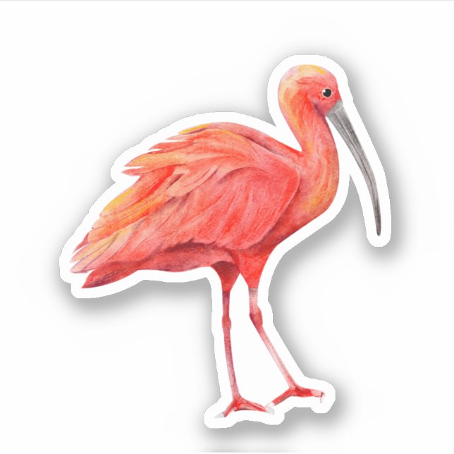 Scarlet Ibis Tropical Bird Nature Wildlife  Sticker (Front)