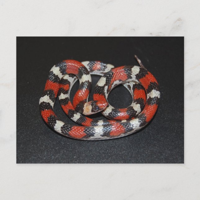 Scarlet King Snake Postcard (Front)