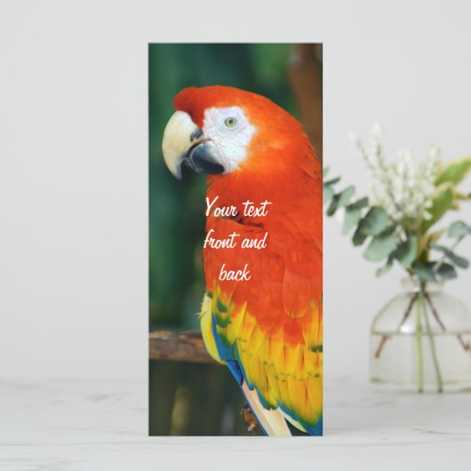 Scarlet Macaw (Standing Front)