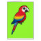 Scarlet Macaw