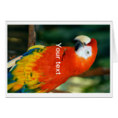 Scarlet Macaw (Front Horizontal)