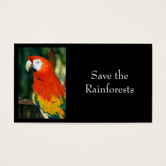 Scarlet Macaw (Front)