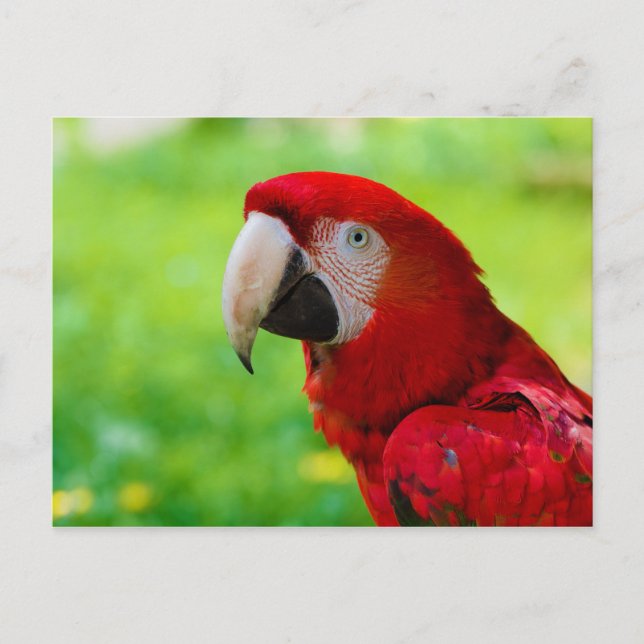 Scarlet Macaw Ara Macao American Parrot Postcard (Front)
