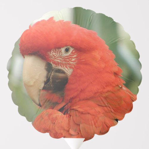 Scarlet Macaw Balloon
