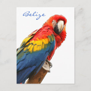 Scarlet Macaw Belize Postcard