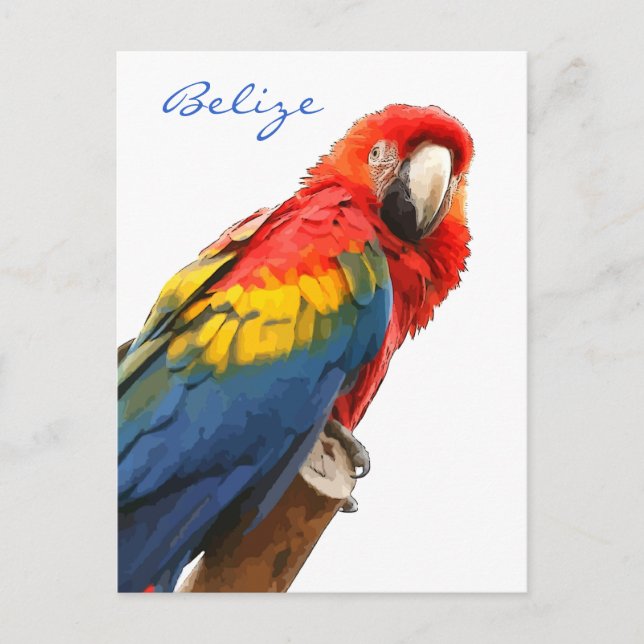 Scarlet Macaw Belize Postcard (Front)