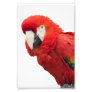 Scarlet Macaw Bird Photo Print