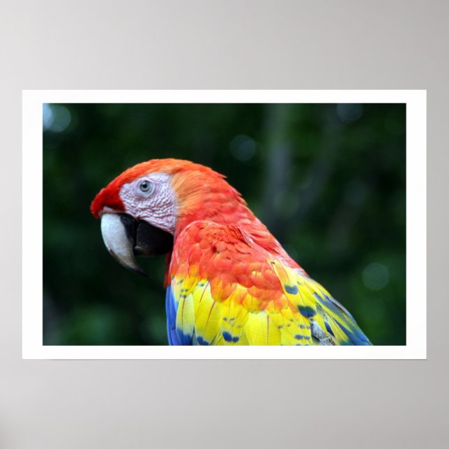scarlet macaw border poster (Front)