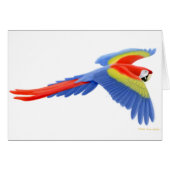 Scarlet Macaw Card (Front Horizontal)