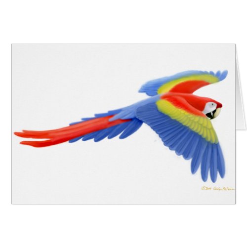Scarlet Macaw Card