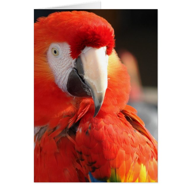 Scarlet Macaw Cards (Front)