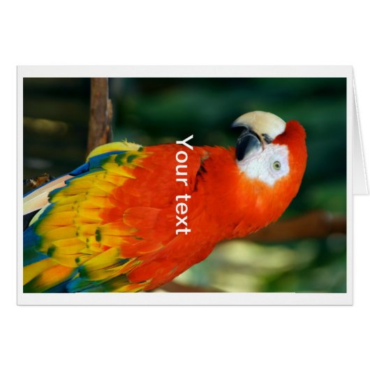 Scarlet Macaw Cards (Front Horizontal)