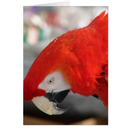 Scarlet Macaw Cards (Front)