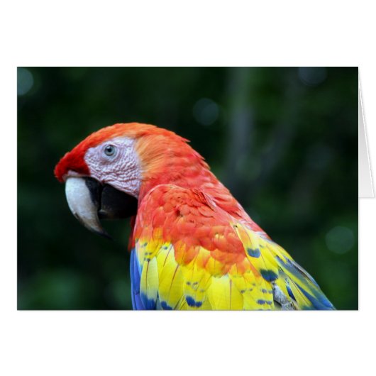 scarlet macaw cards (Front Horizontal)