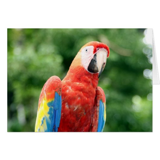 scarlet macaw copán cards (Front Horizontal)