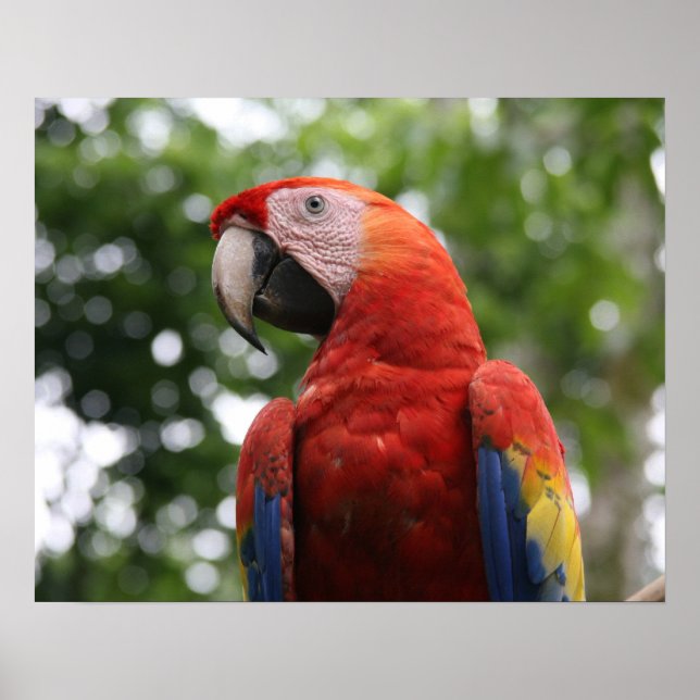 scarlet macaw copan poster (Front)