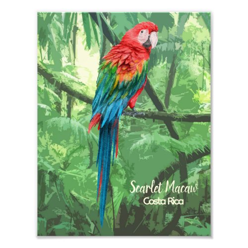 Scarlet Macaw Costa Rica Design  Photo Print