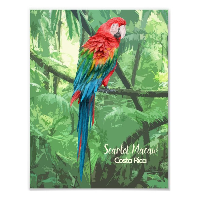 Scarlet Macaw Costa Rica Design 