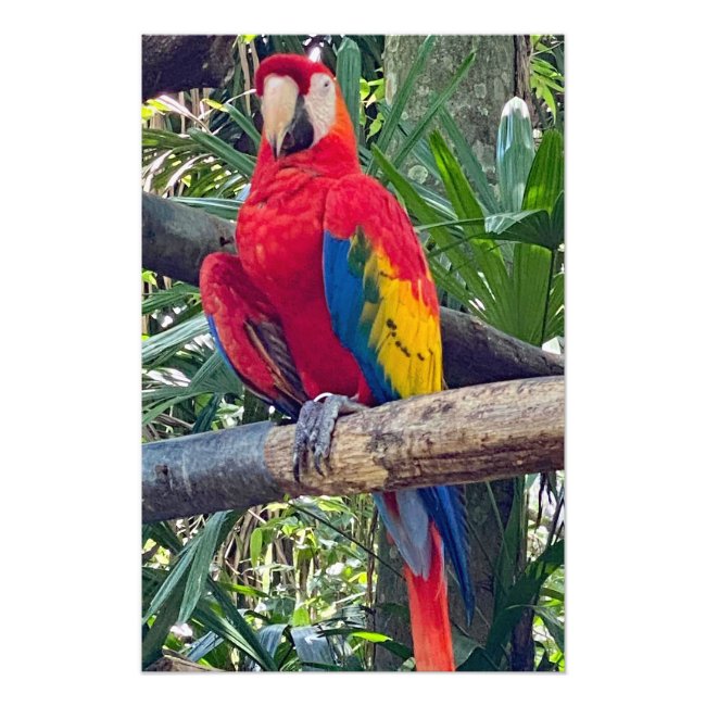 Scarlet Macaw Costa Rica Photo Enlargement