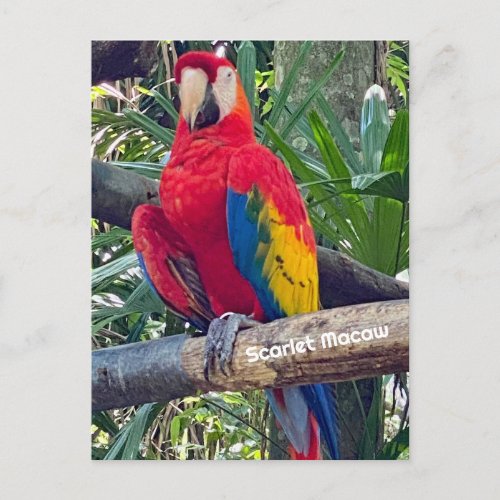 Scarlet Macaw Costa Rica Postcard 