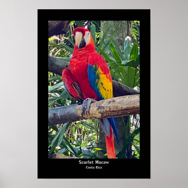 Scarlet Macaw Costa Rica Poster Print (Front)