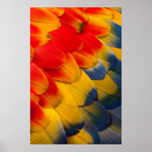 Scarlet Macaw feathers close-up Poster