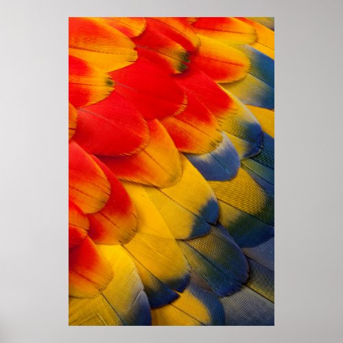 Scarlet Macaw feathers close_up Poster