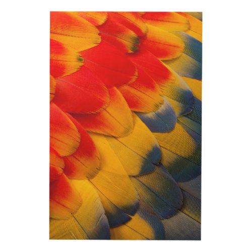 Scarlet Macaw feathers close_up Wood Wall Decor