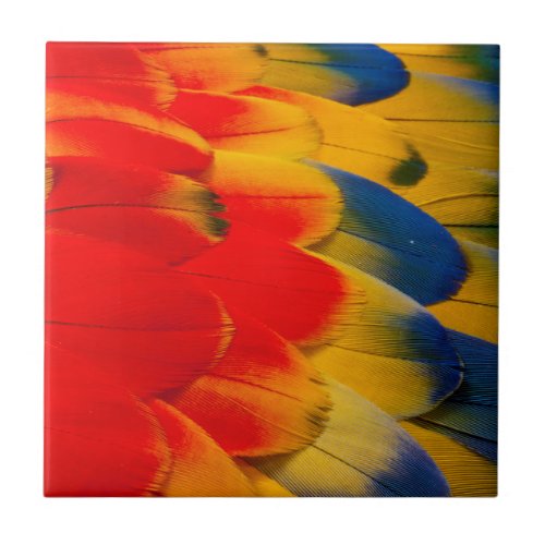 Scarlet Macaw Feathers Tile