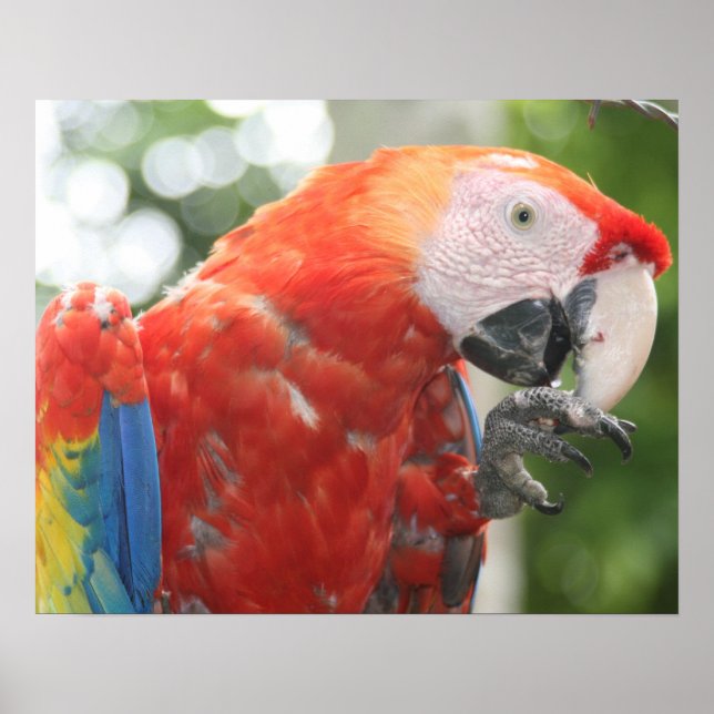 scarlet macaw foot poster (Front)