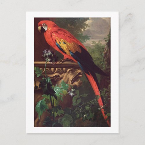 Scarlet Macaw in a Landscape oil on canvas Postcard