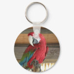 Scarlet Macaw Keychain
