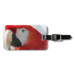 Scarlet Macaw Luggage Tag