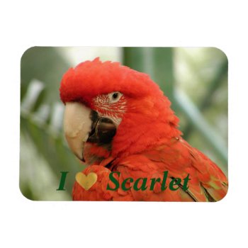 Scarlet Macaw Magnet by efhenneke at Zazzle
