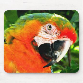 Scarlet Macaw Mousepad by StriveDesigns at Zazzle
