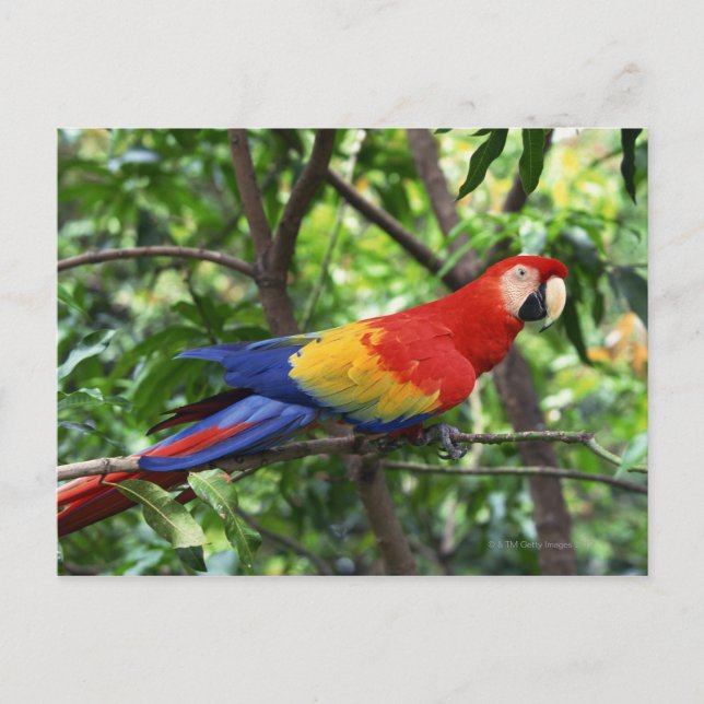 Scarlet macaw on tree limb postcard (Front)